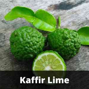 Kaffir Lime