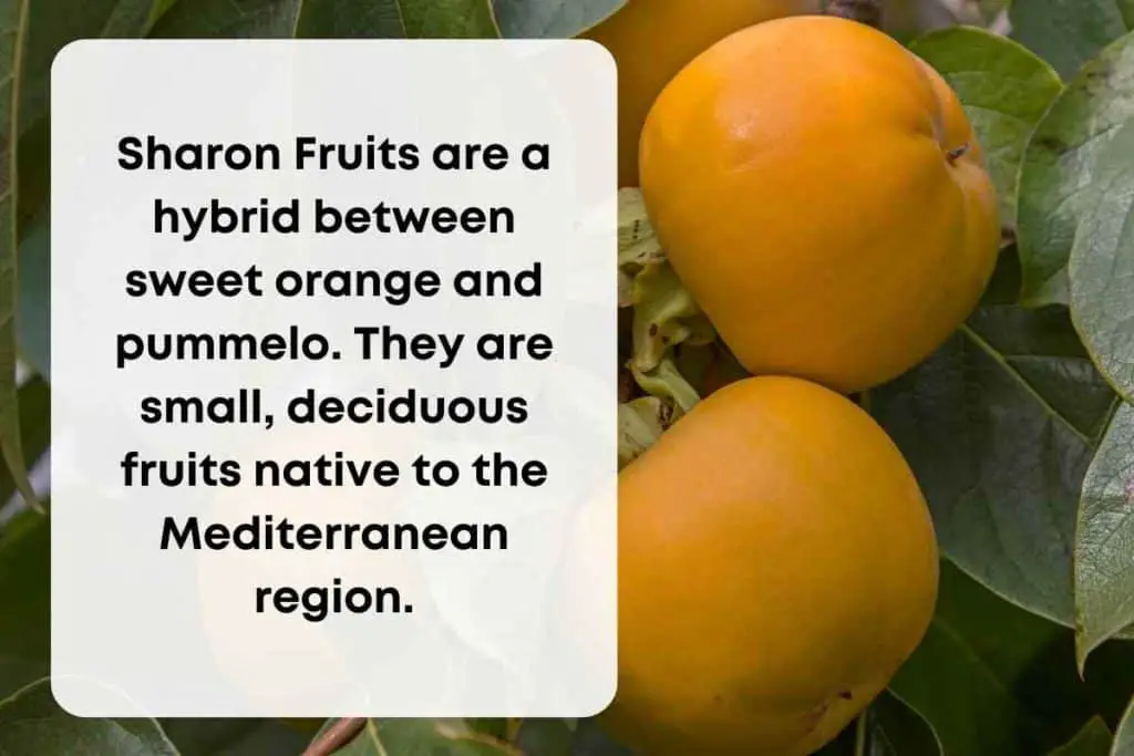 Sharon Fruits