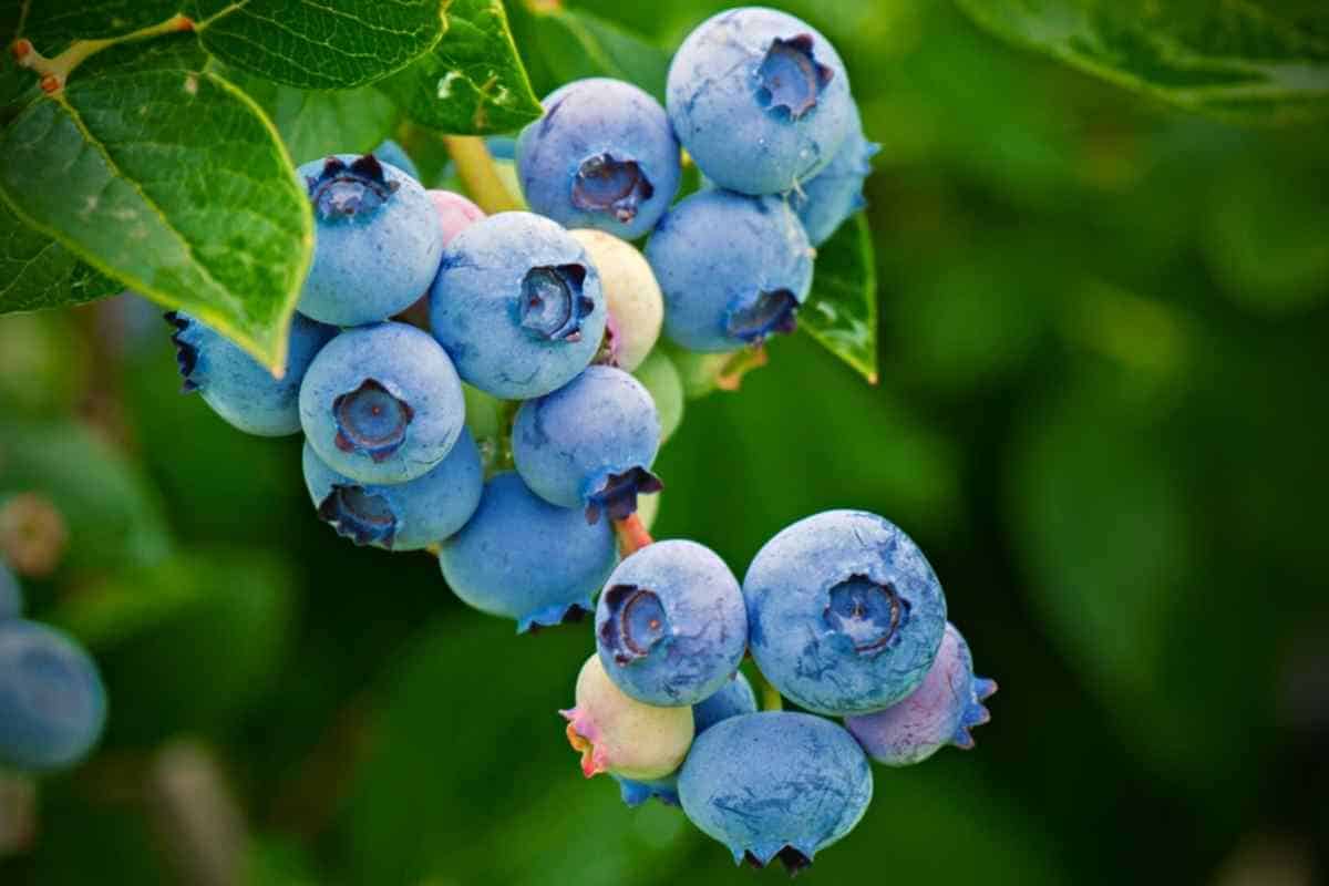 do-blueberries-make-you-poop-and-cause-diarrhea